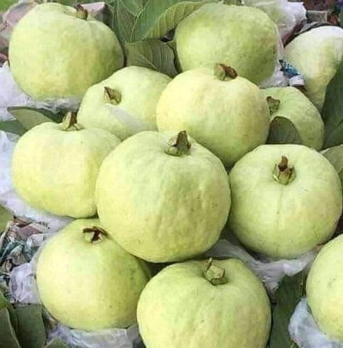 Guava - 5Kg Pack