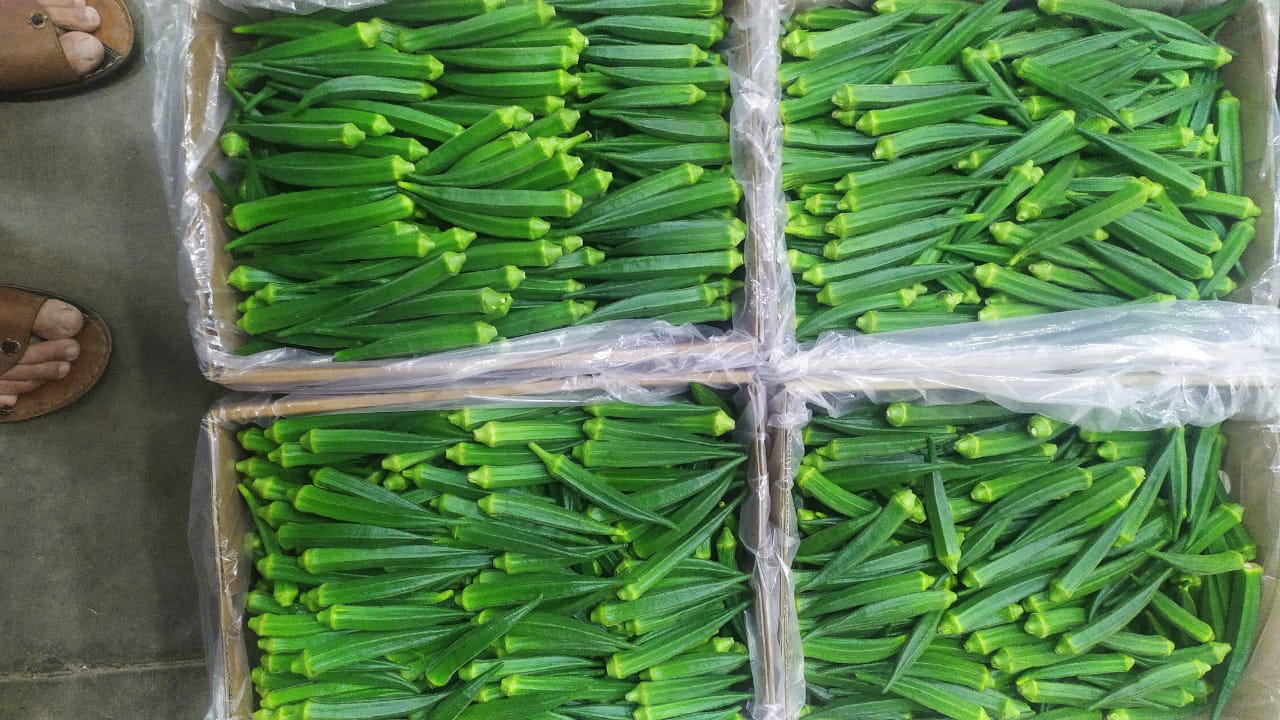 Okra / Lady Finger - 5Kg Pack