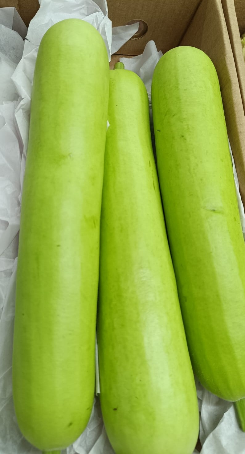 Bottle Gourd (Dudhi) Long - 5Kg Pack