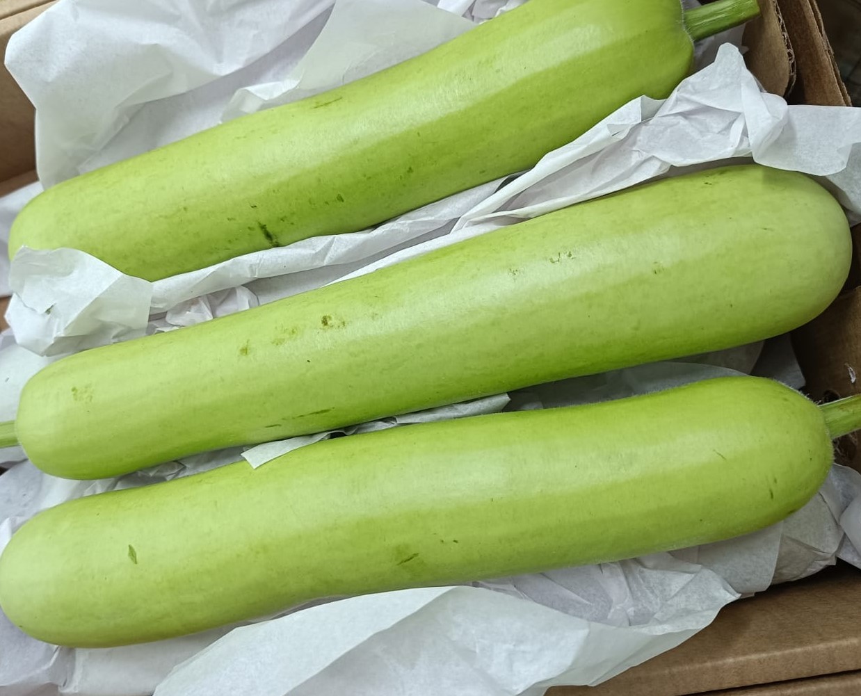 Bottle Gourd (Dudhi) Long - 4Kg Pack