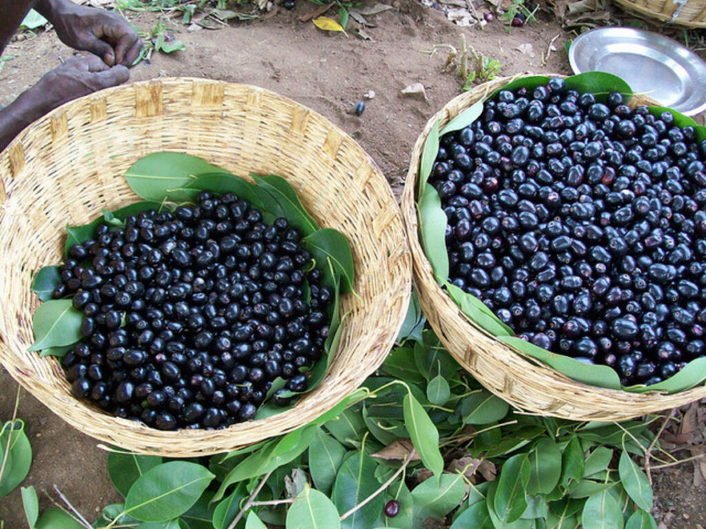 Jamun - 3Kg Pack