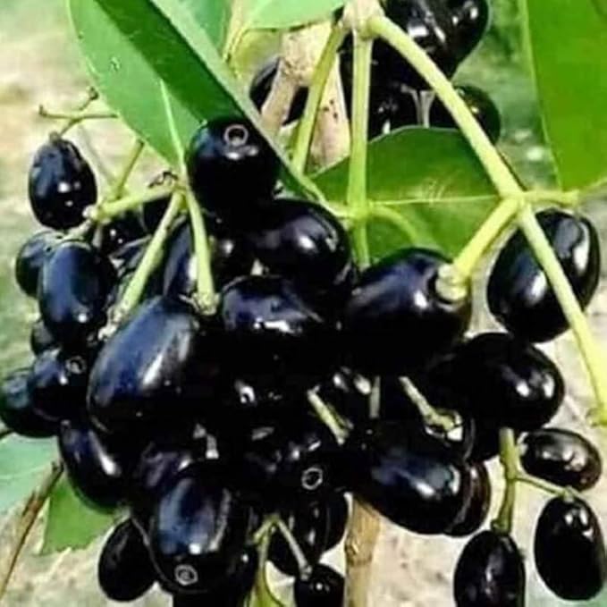 Jamun -1.5Kg Pack