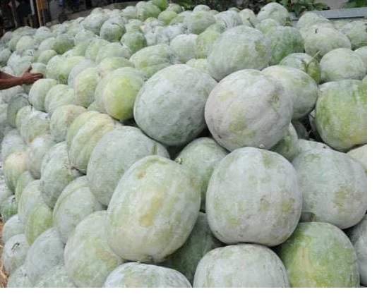 Ashgourd (Safed Petha, Kola)- 5Kg Pack