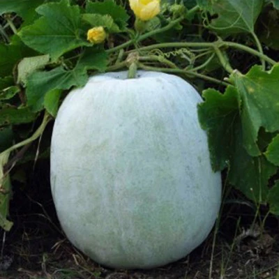 Ashgourd (Safed Petha, Kola)- 5Kg Pack