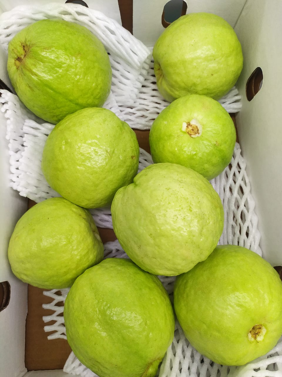 Guava Box