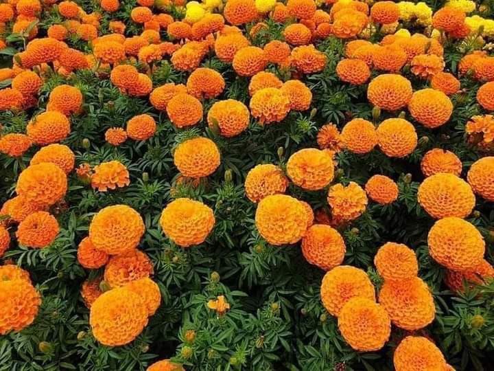 Marigold -3Kg Pack