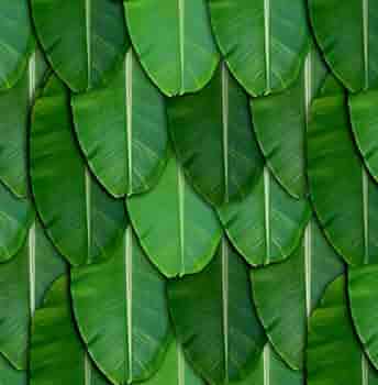 Banana Leaf - 5Kg Pack