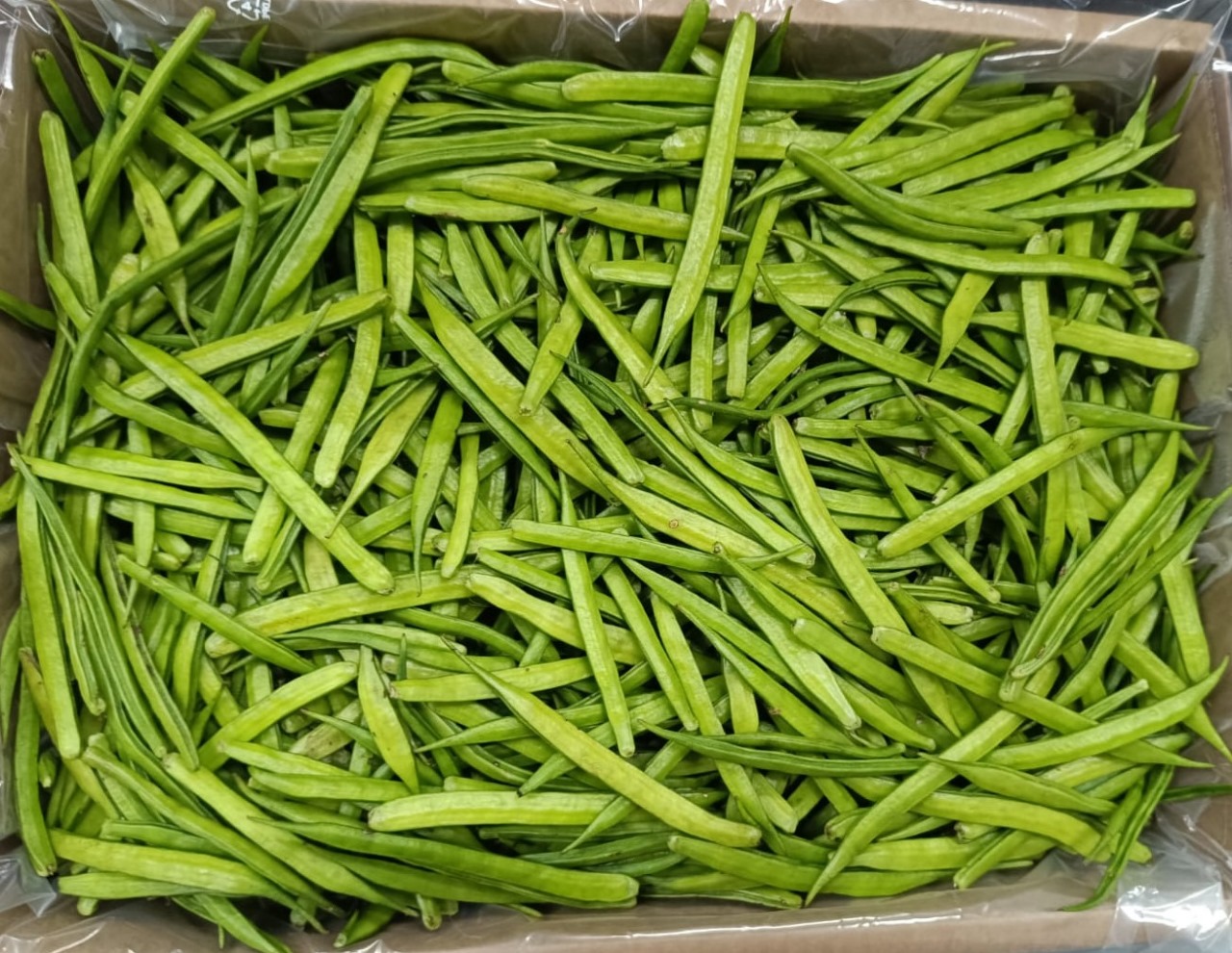 Cluster Beans (Gawar)- 5Kg Pack