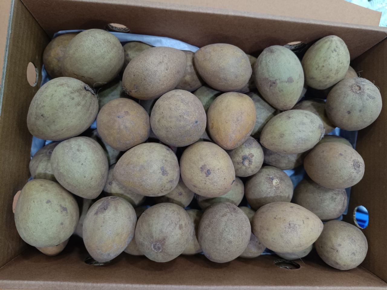 Sapodilla (Chickoo)- 5Kg Pack