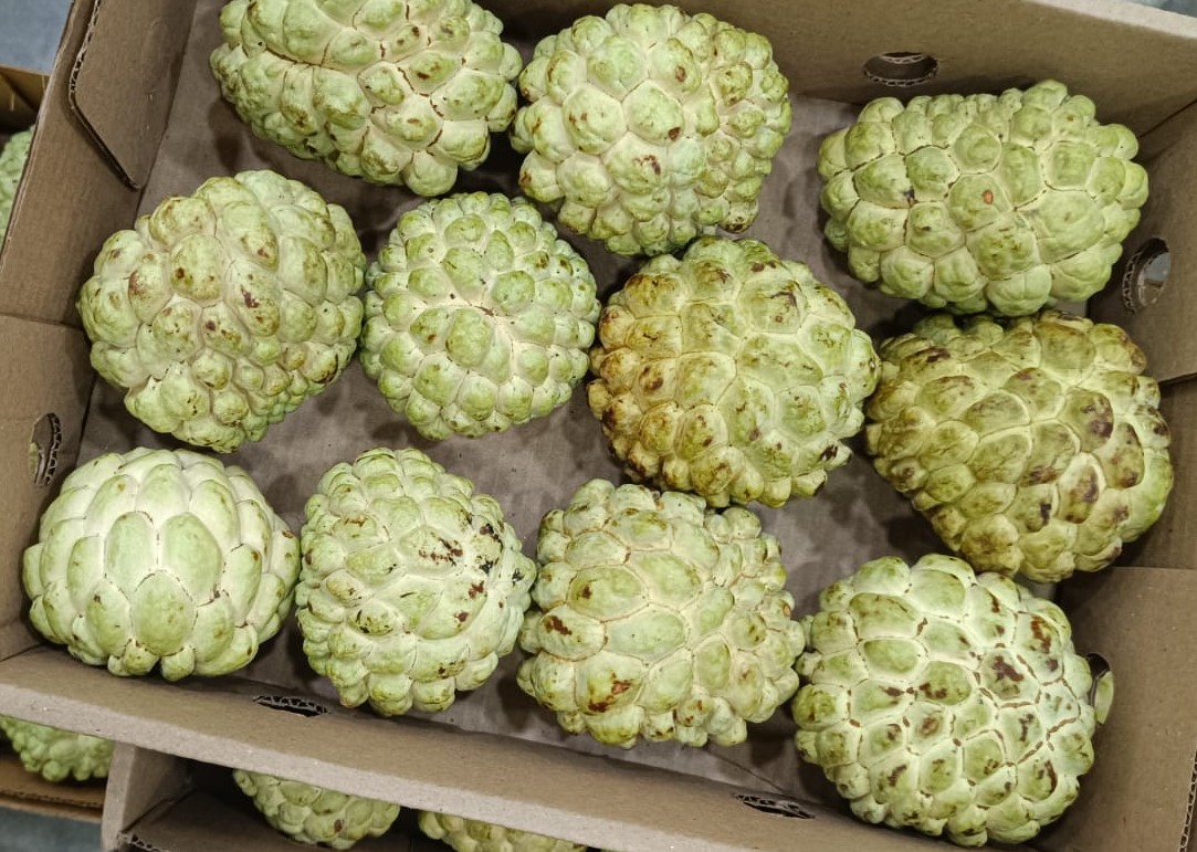 Custard Apple (Sharifa) - 4Kg pack