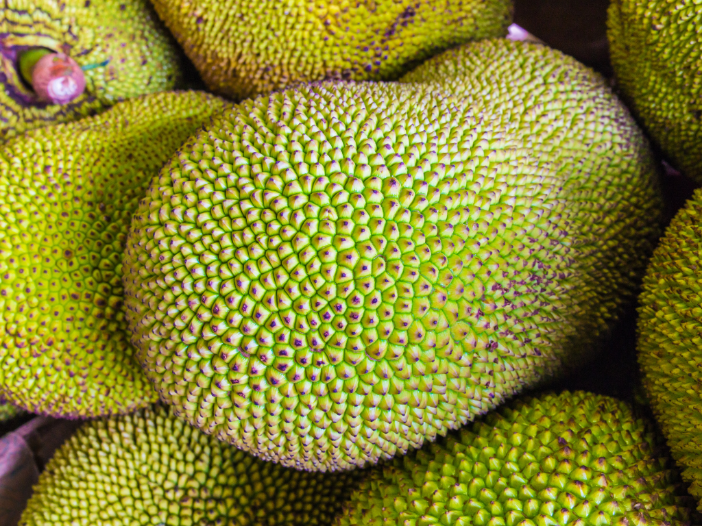 Jackfruit (Mauritian breadfruit)