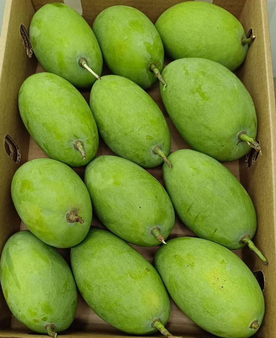 Mango-Chausa