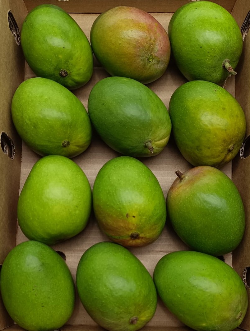 Mango-Alphonso (6 Pcs)