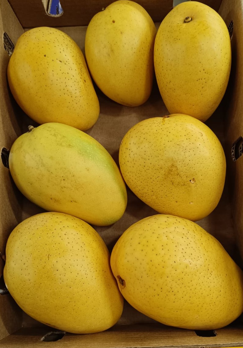 Mango-Badami/Banganpalli (1.75 Kg Pack)