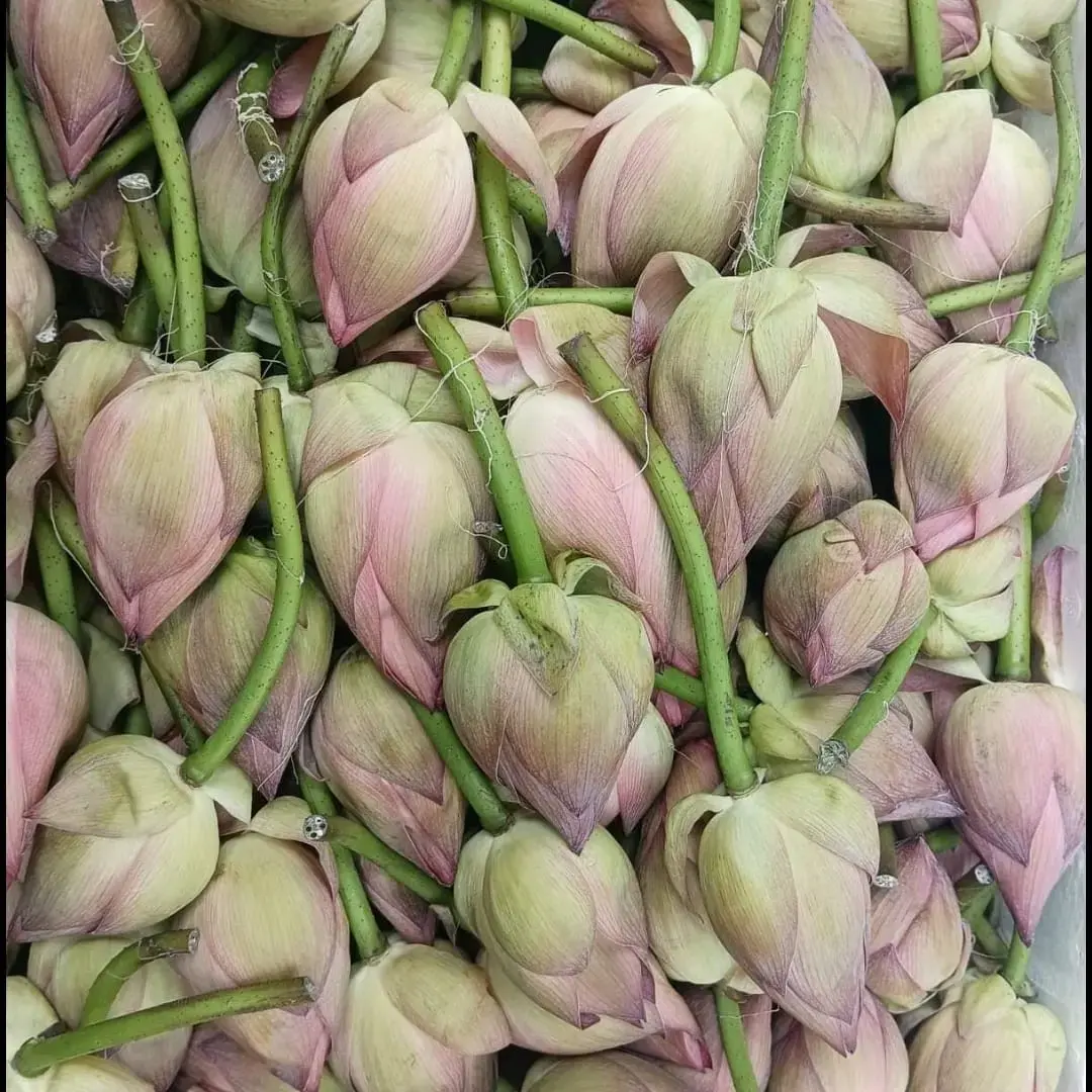 Lotus Flower - 2Kg