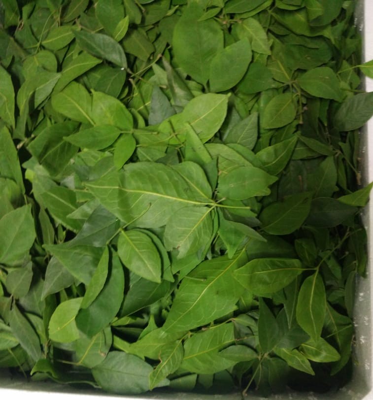 Bel Pata- 3Kg Pack