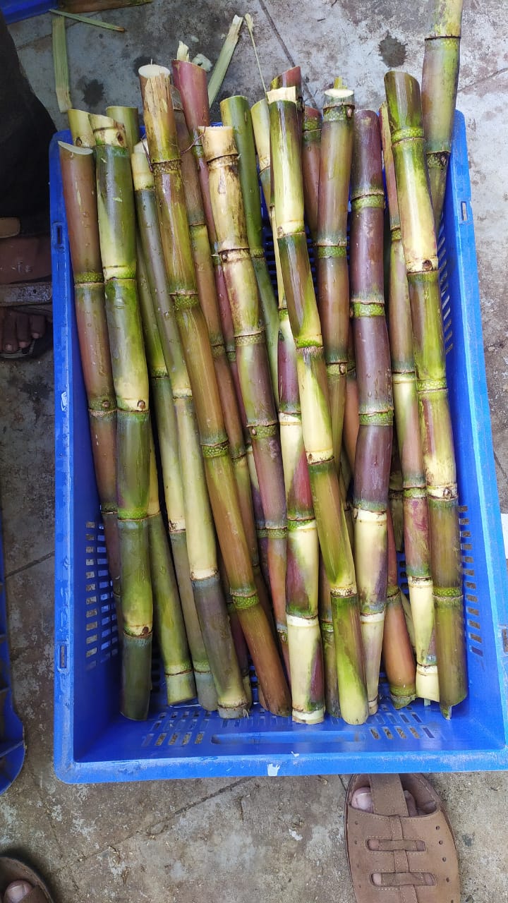 SugarCane -4Kg